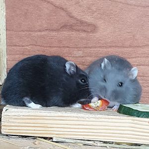 Ручные джунгарики: черные и синие. Центр