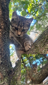 Кошеня