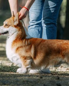 Цуценя вельш коргі