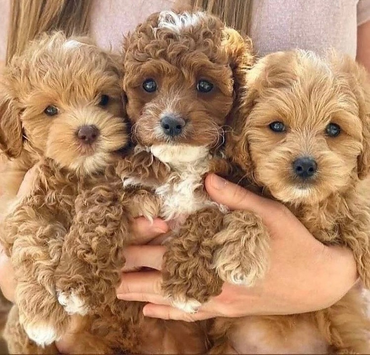 VIP Maltipoo