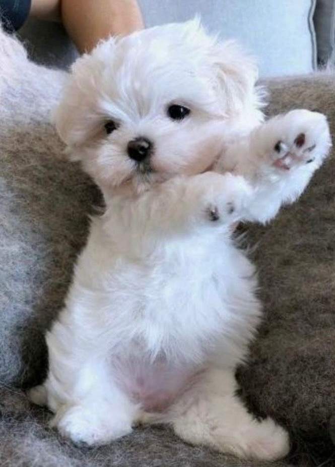 VIP Maltipoo