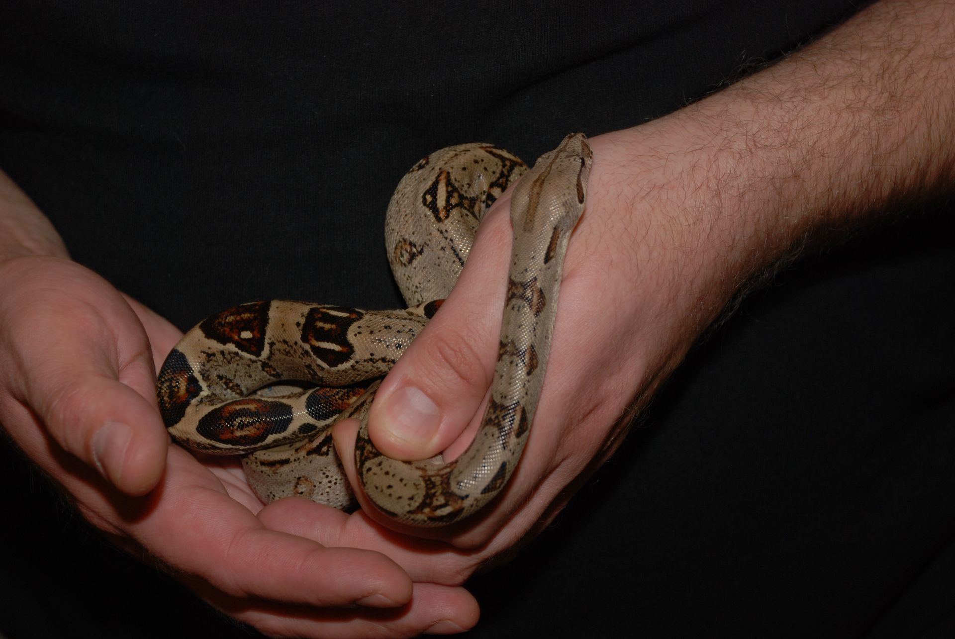 Ручные императорские удавы Boa constrictor imperator