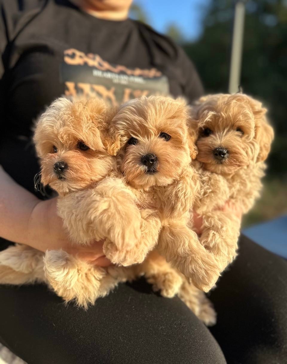 VIP Maltipoo