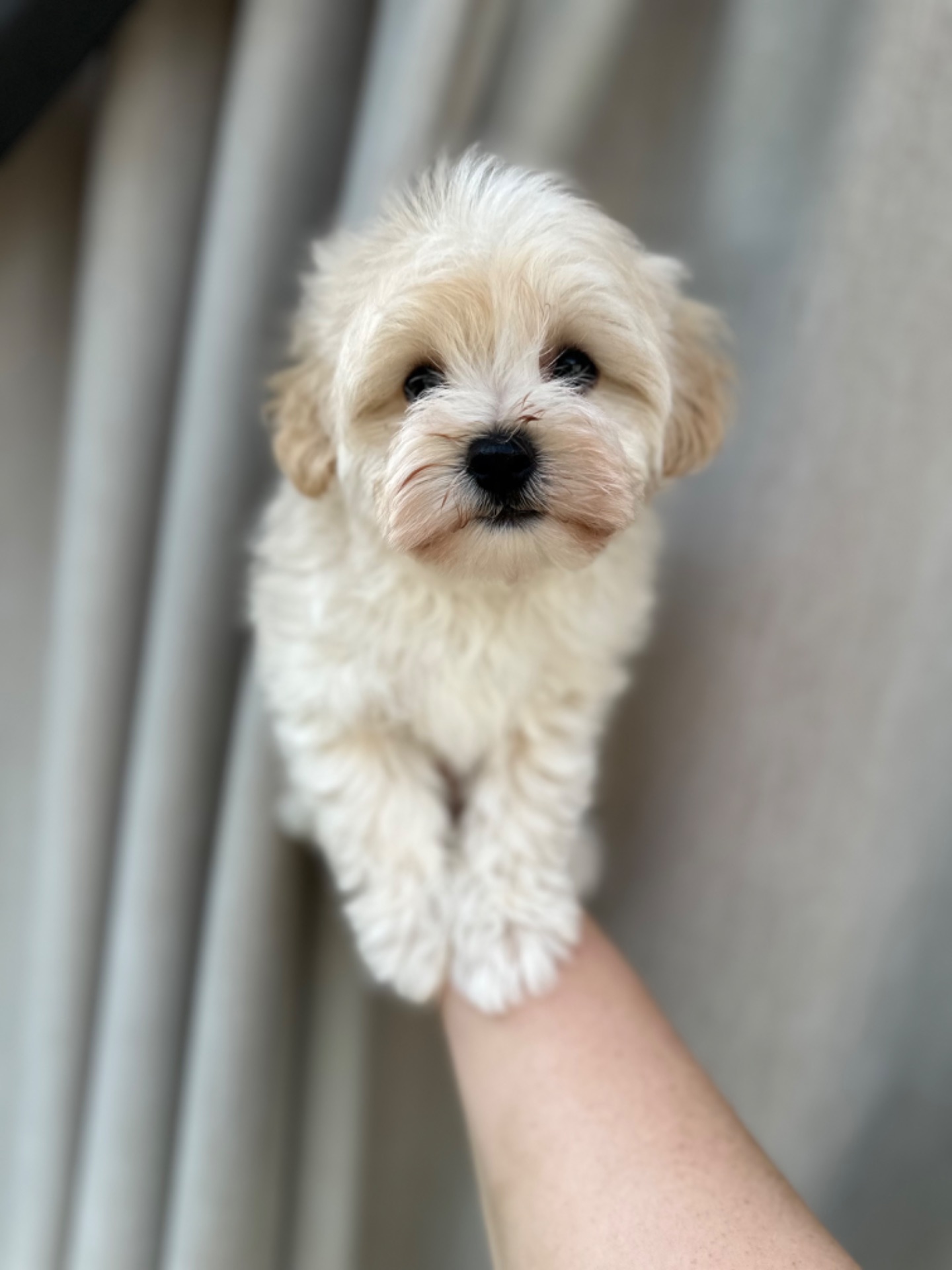 VIP Maltipoo