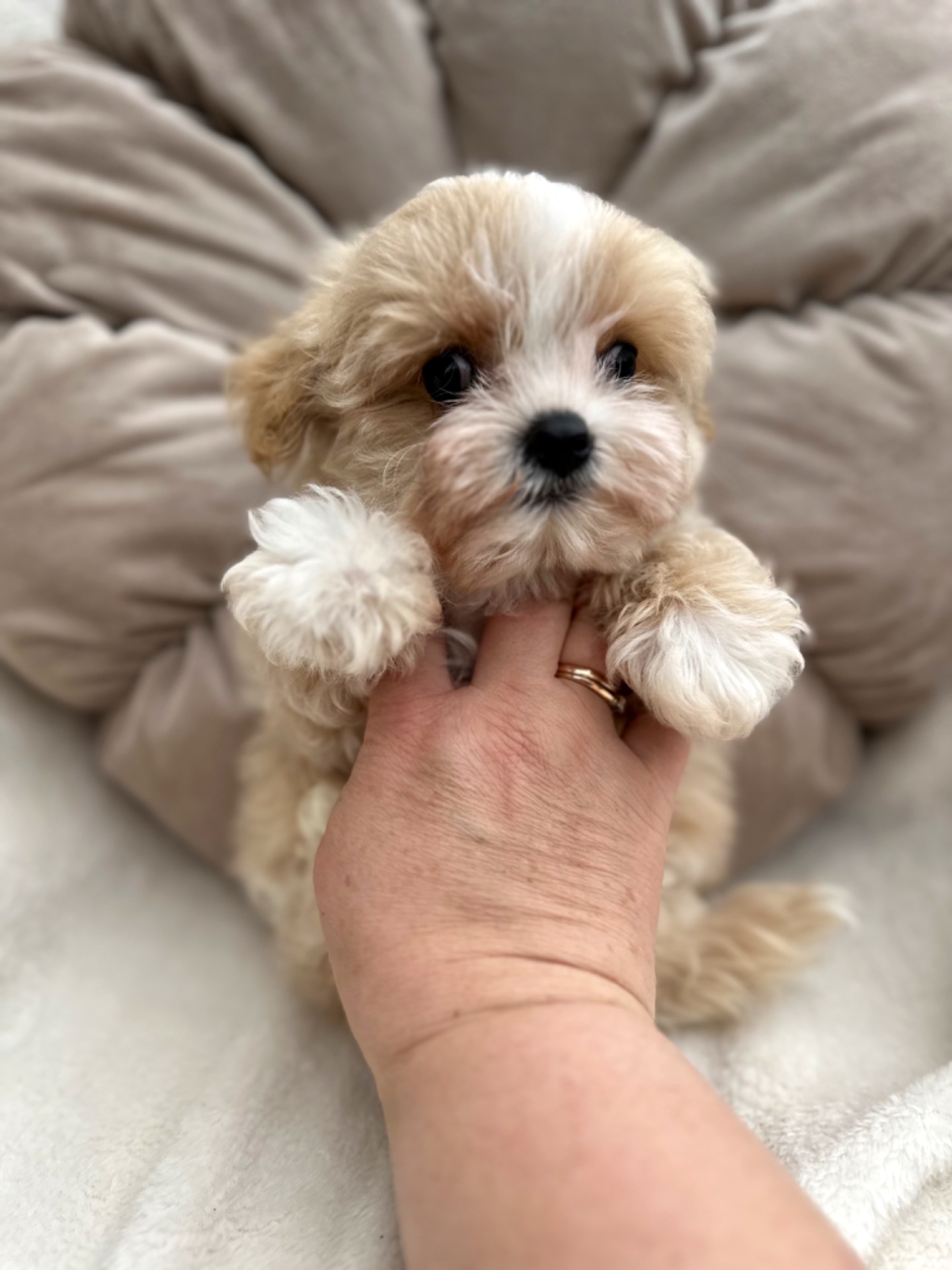 VIP Maltipoo