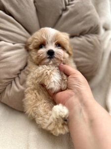 VIP Maltipoo