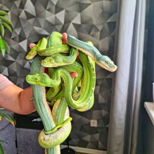 Зелений пітон, зеленый питон, morelia viridis