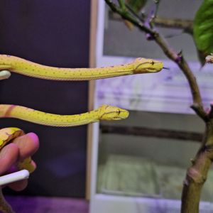 Зелений пітон, зеленый питон, morelia viridis