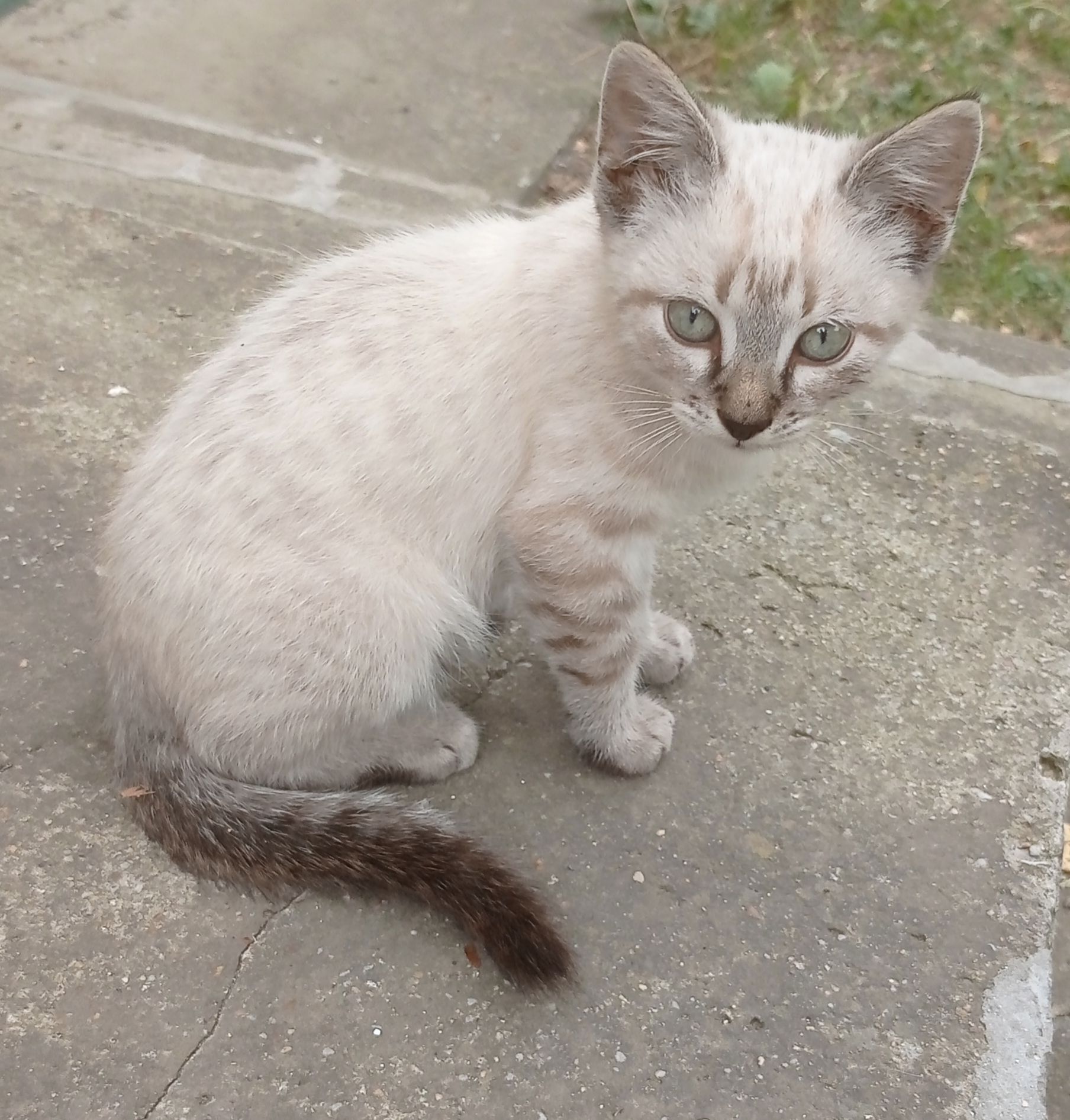 Кошенята та дорослий кіт 🐱🐈