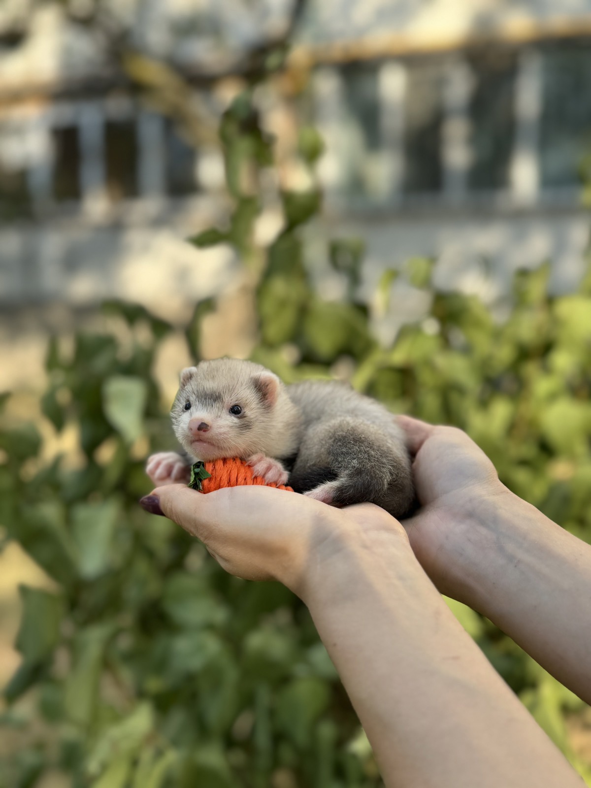 Домашние хоречки разные окрасы, ручной хорек