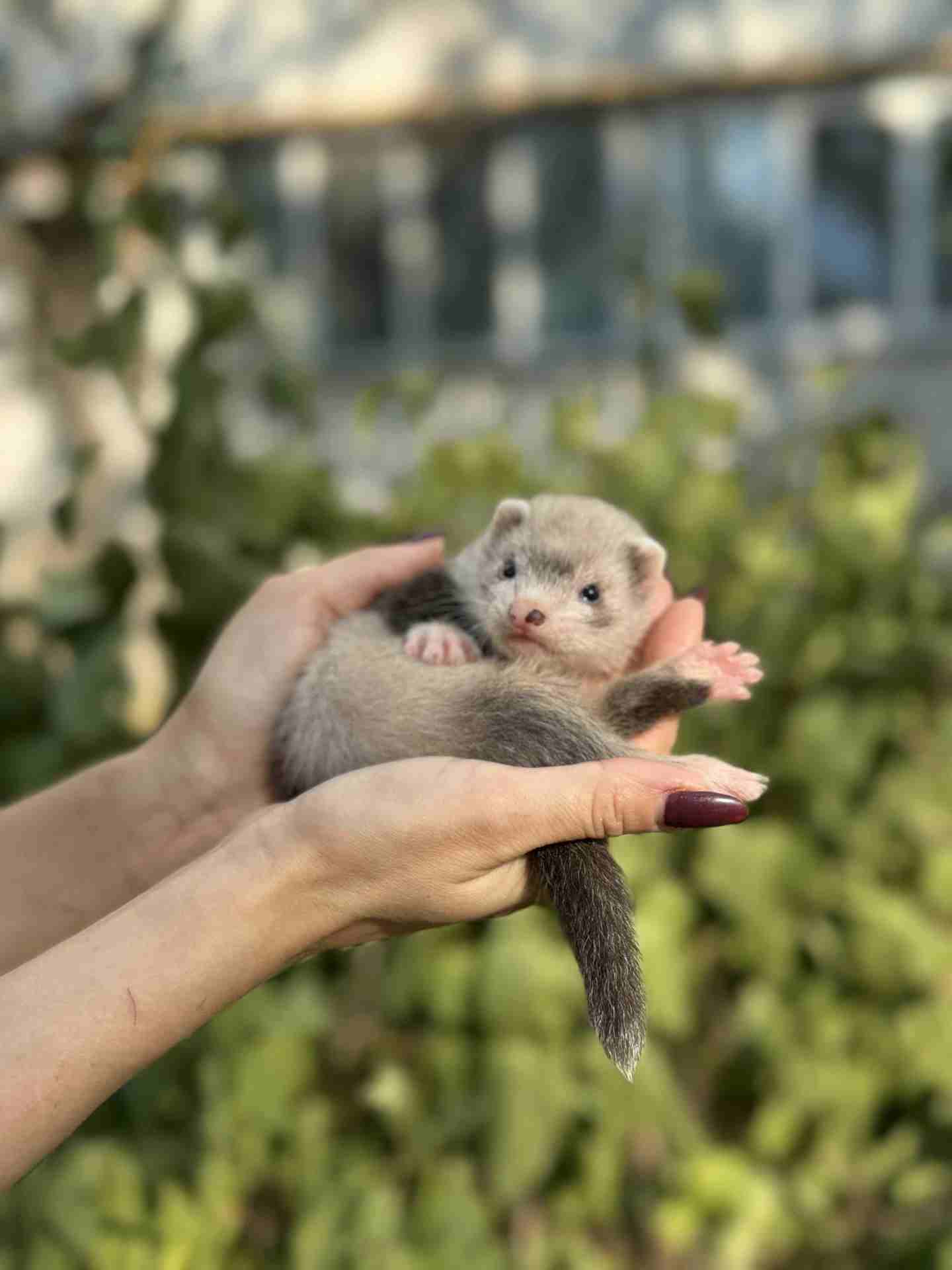 Домашние хоречки разные окрасы, ручной хорек