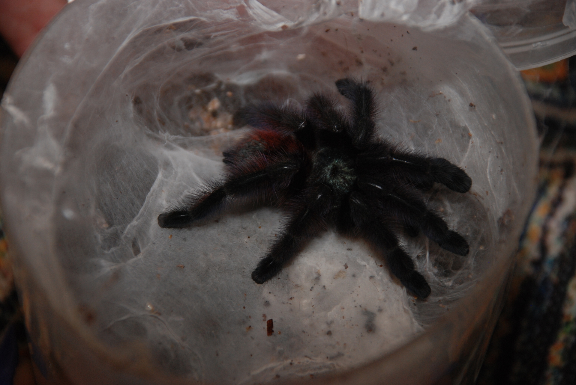 тарантул Avicularia versicolor (Авикулярия версиколор) птицеед