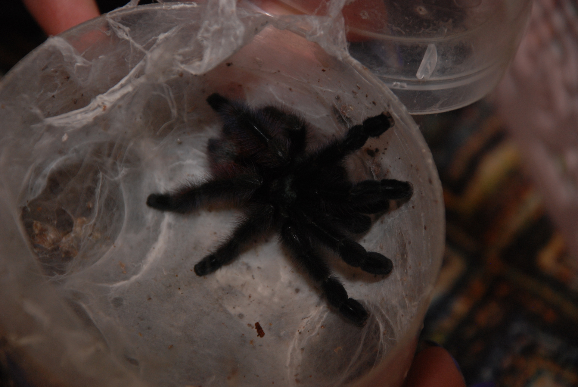 тарантул Avicularia versicolor (Авикулярия версиколор) птицеед