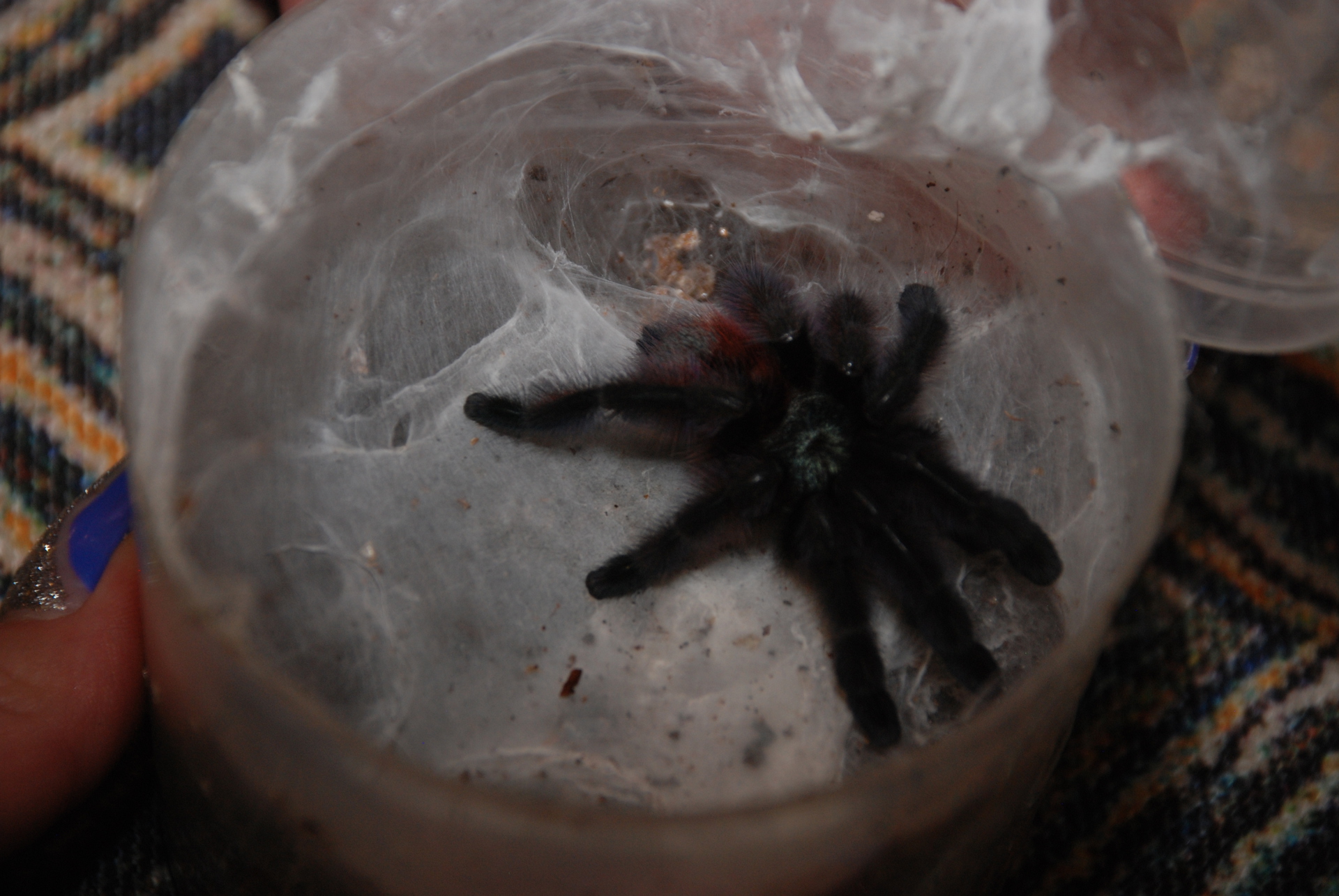 тарантул Avicularia versicolor (Авикулярия версиколор) птицеед