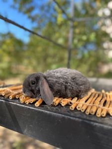 плюшки малютки кролята гіппоалергенні різнобарвні