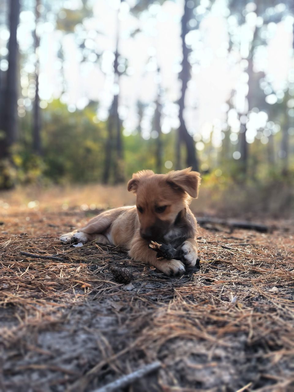 Цуценята без породи