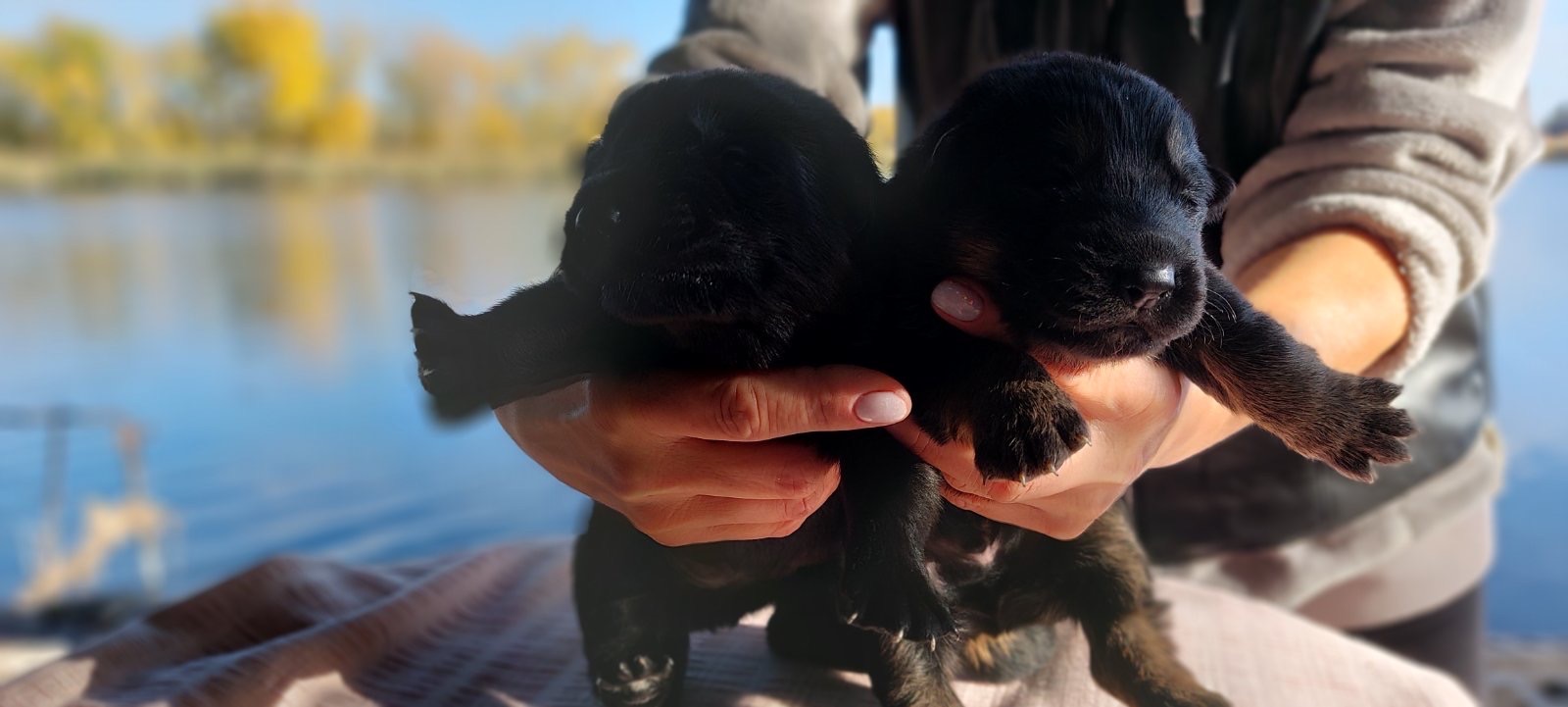 Цуценята німецької вівчарки