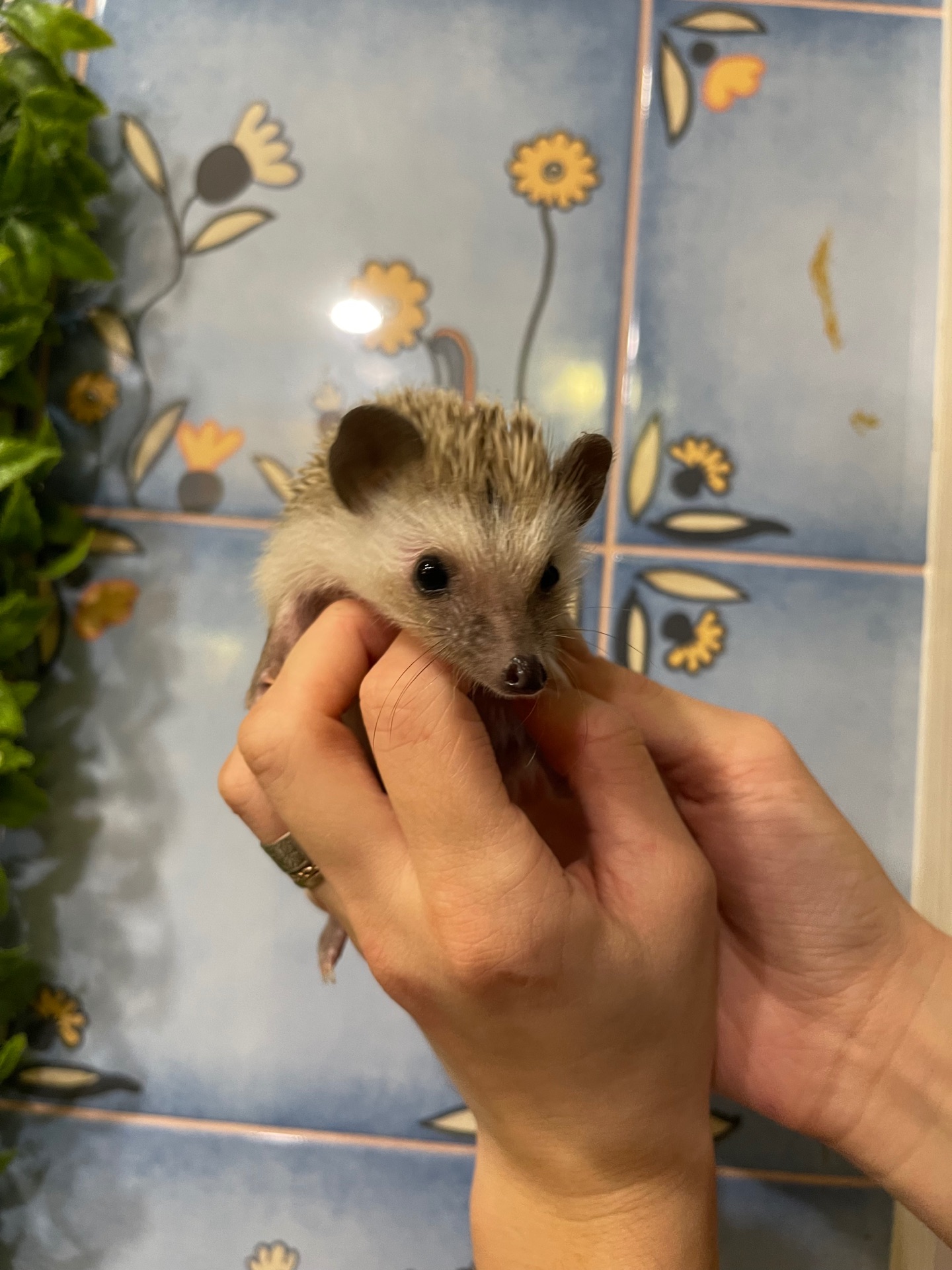 Карликовий африканський їжачок декоративний