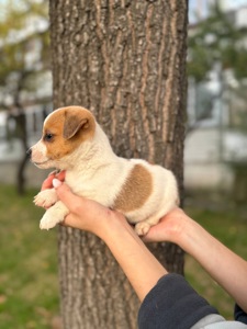 Цуцик джек рассел дівчинка