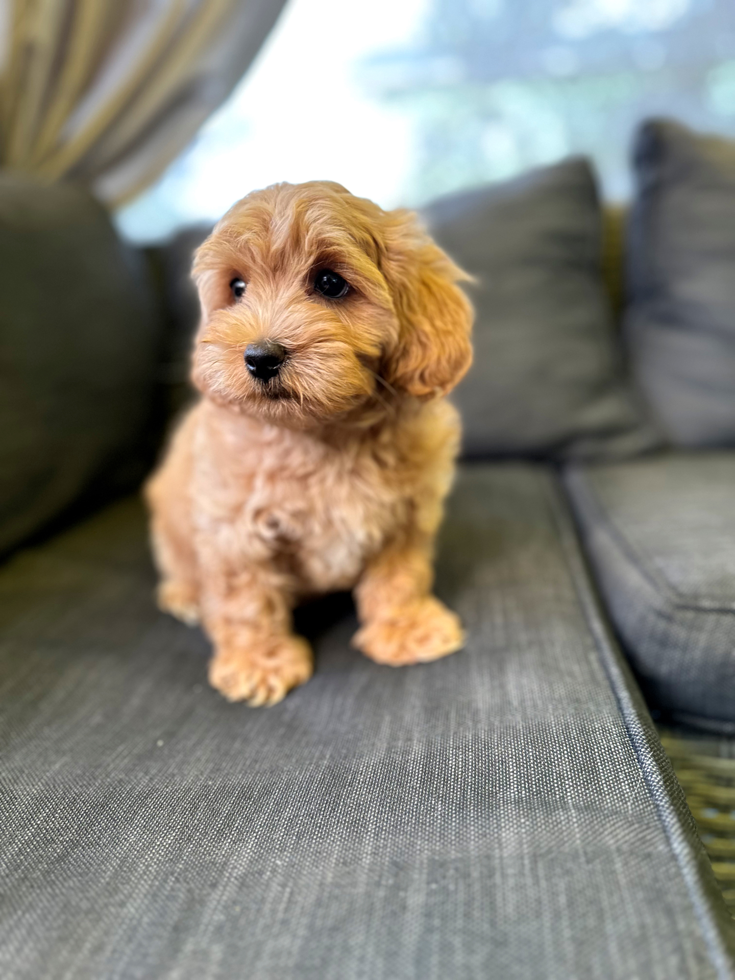 Maltipoo