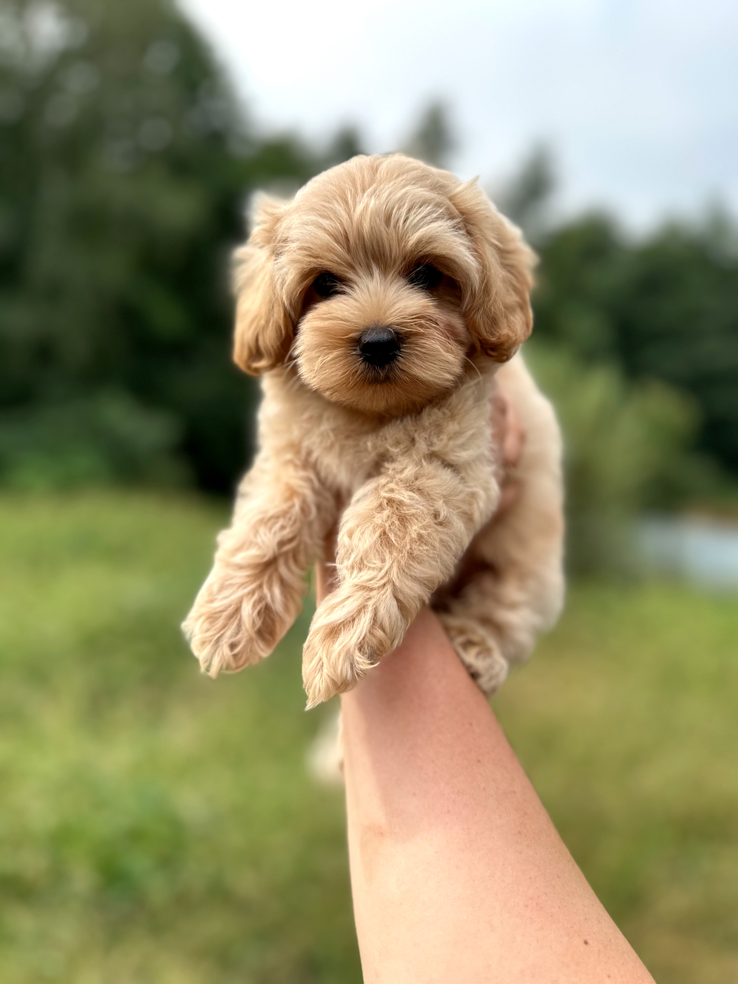 Maltipoo