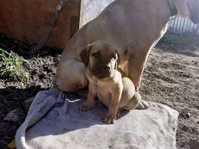 Цуценята Шарпусіка та Гєри