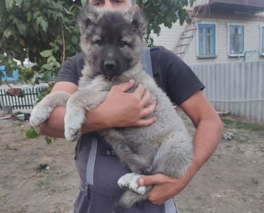 Цуценята кавказької вівчарки