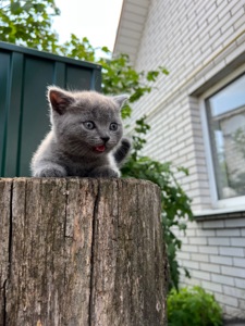 Шотландські кошенята