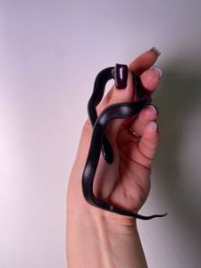 чорна неотруйна змія, королівська змія банана, нігріта, альбіно, стандарт, мексиканська змія