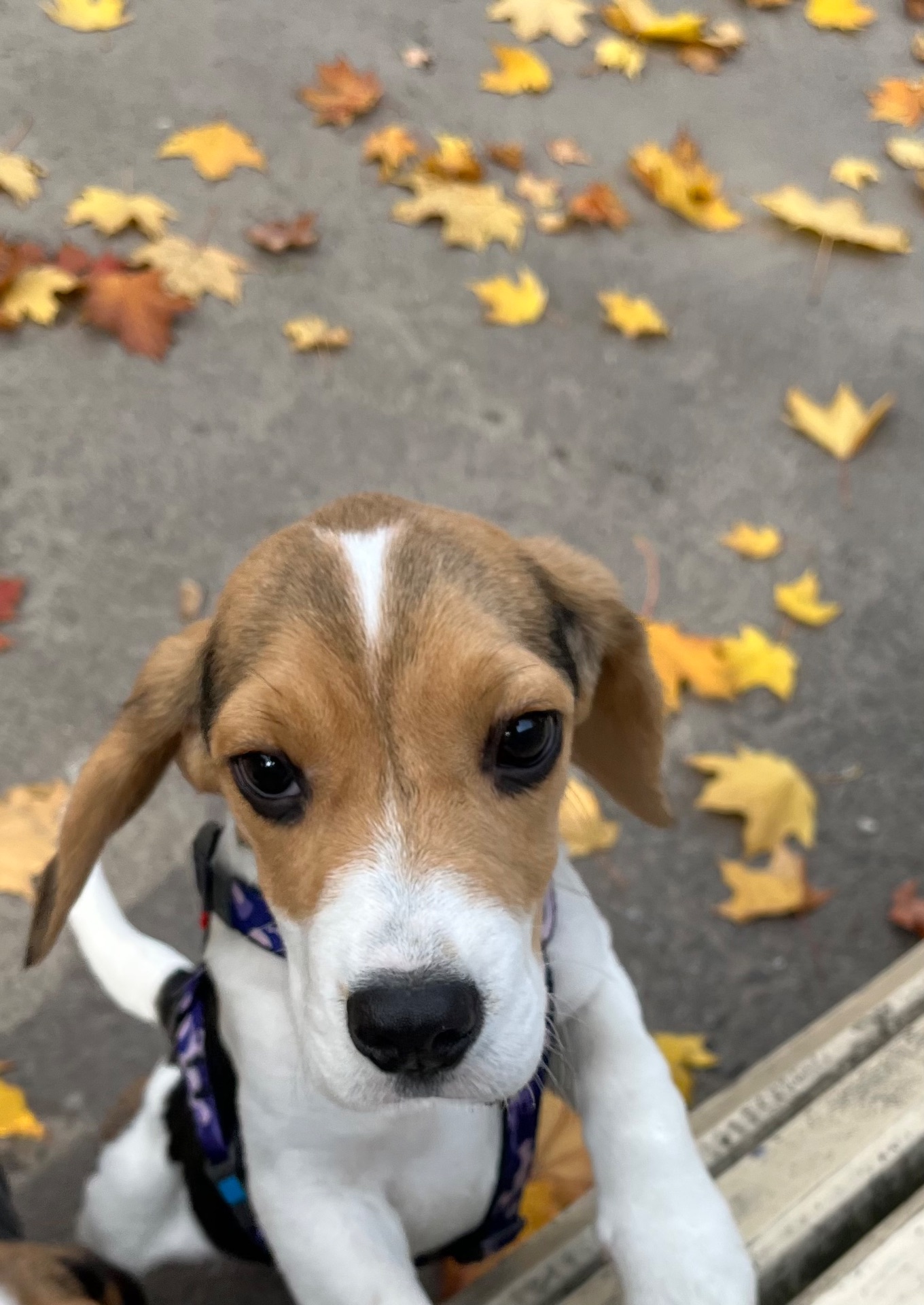 Cute 🤎Beagle puppy🤎