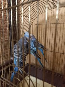 Молоді хвилясті папуги