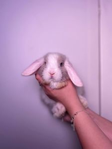кроленятко Жужа і Баг та інші породисті кролики мініатюрні