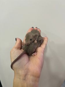 крысенок рекс кудрявый пацючок кучерявые крысята от 4 нед
