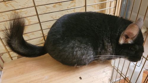 Продам шиншила, хлопчик