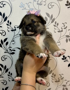 Цуценя дівчинка 1,5 місяці