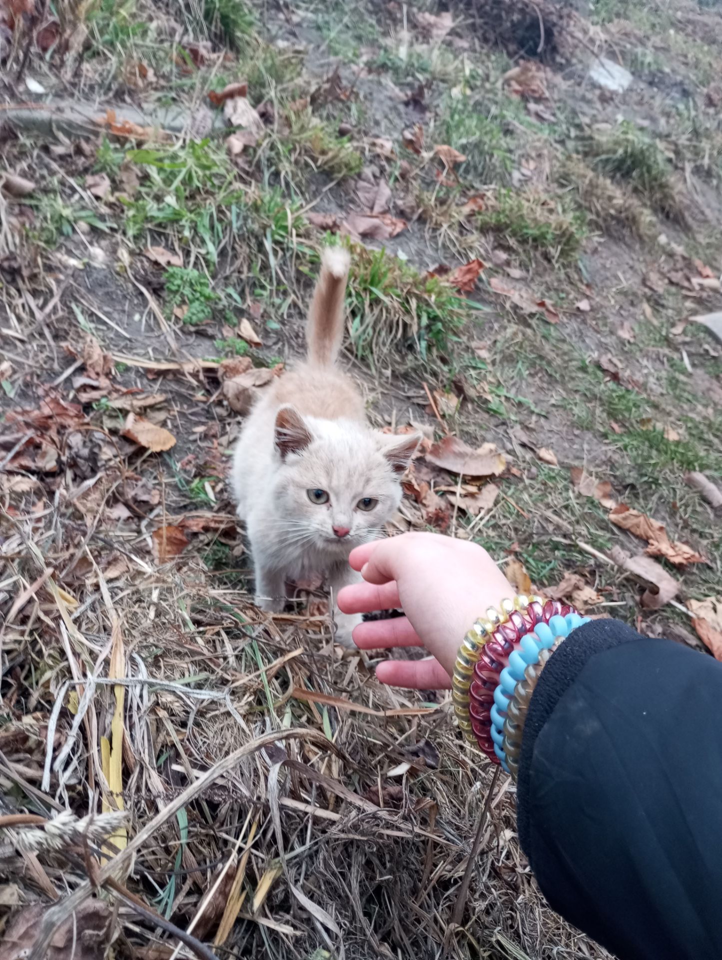 Кошенята хлопчик і дівчинка