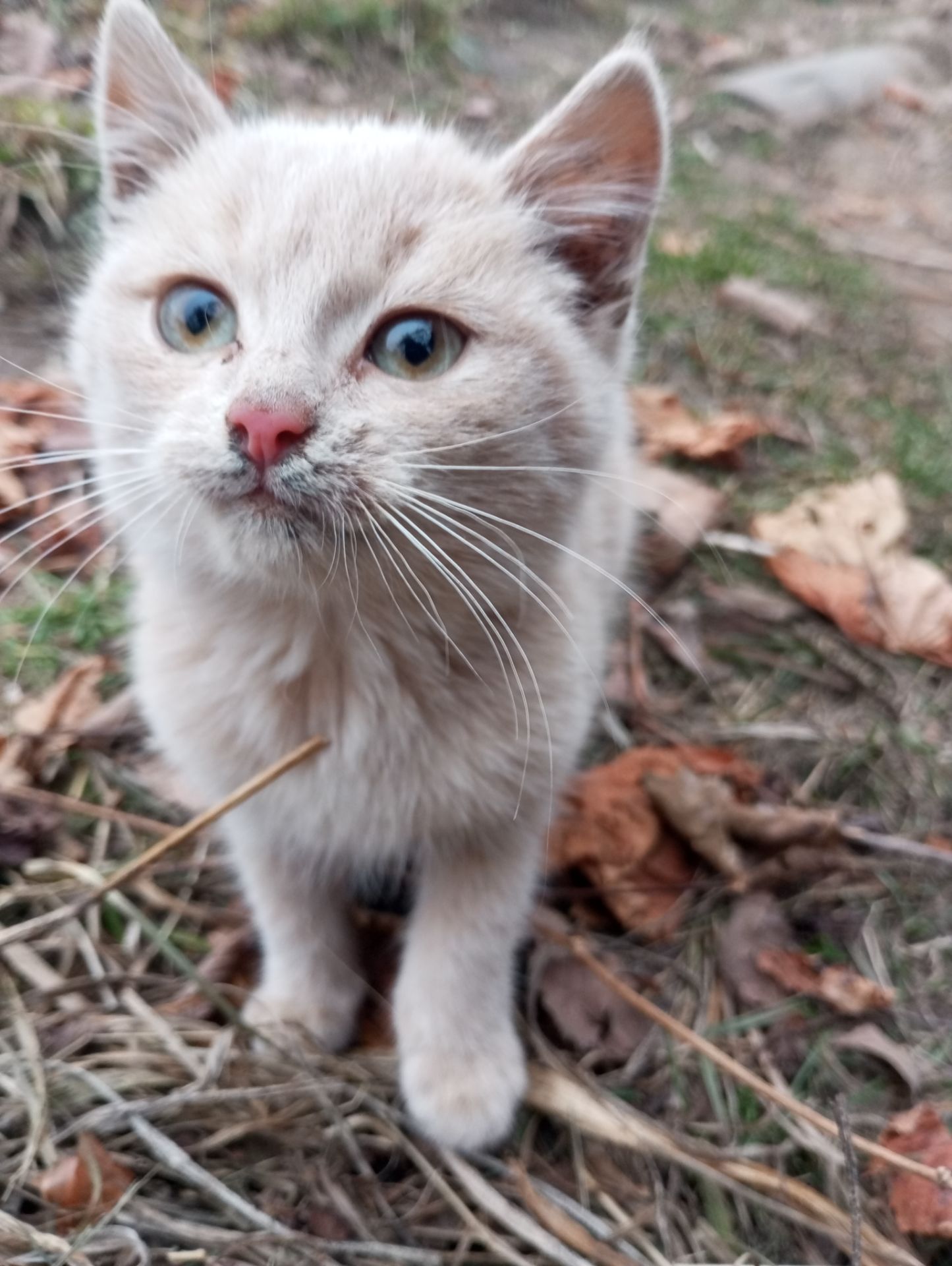 Кошенята хлопчик і дівчинка