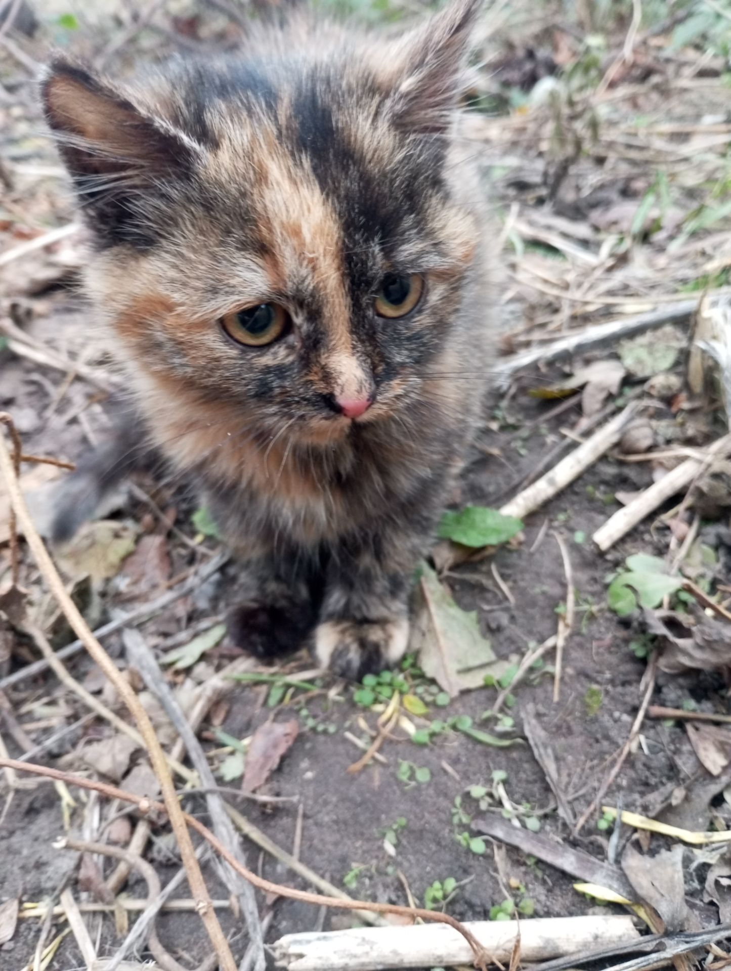 Кошенята хлопчик і дівчинка