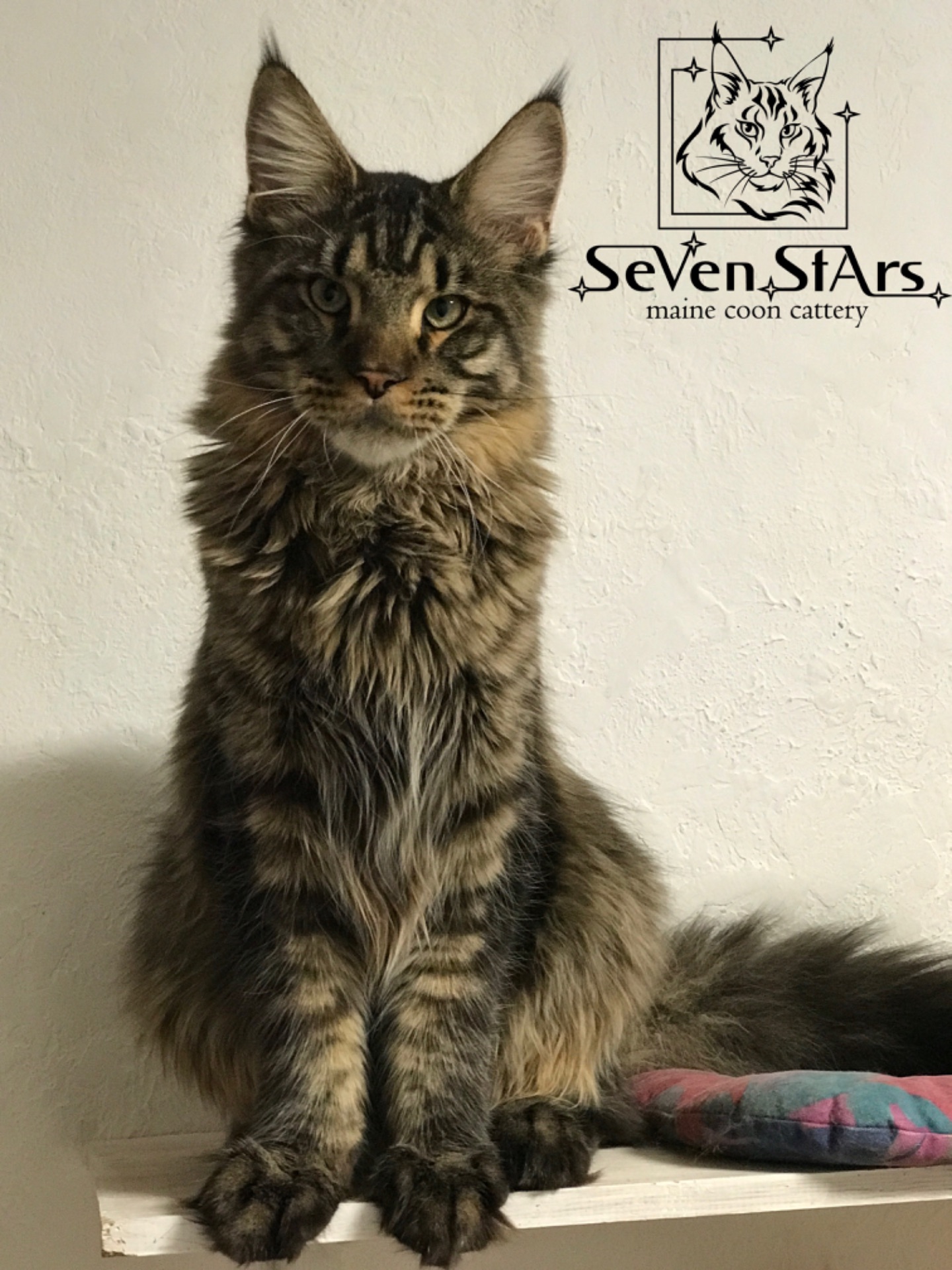 Мэйн-Кун питомник UA* Seven Stars