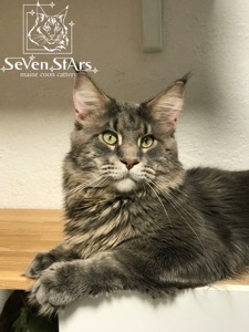 Мэйн-Кун питомник UA* Seven Stars