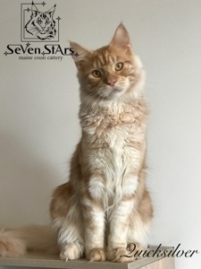 Мэйн-Кун питомник UA* Seven Stars