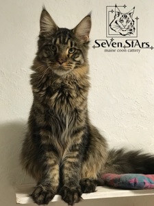 Мэйн-Кун питомник UA* Seven Stars