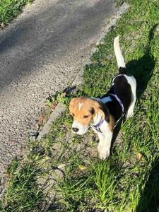 Cute 🤎Beagle puppy🤎