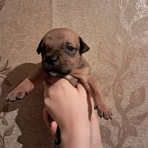 Цуценя пітбуля