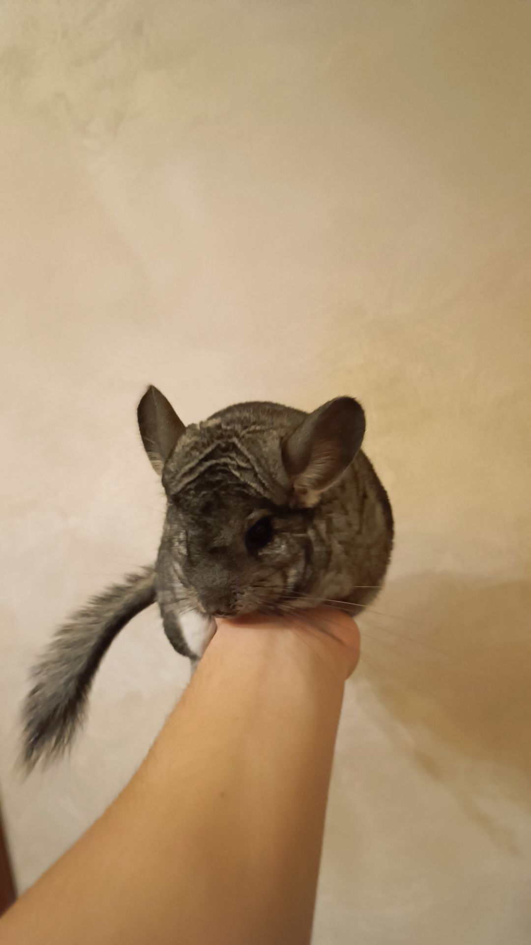Соня