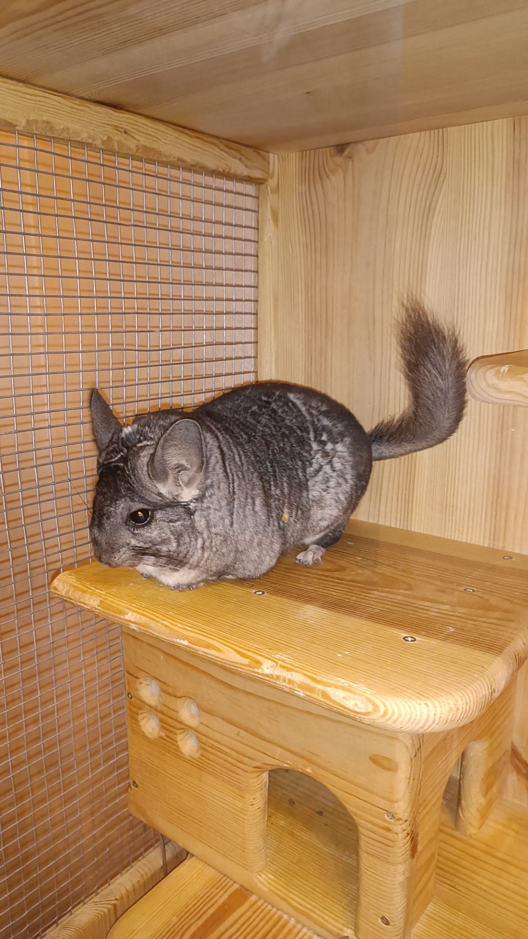 Соня