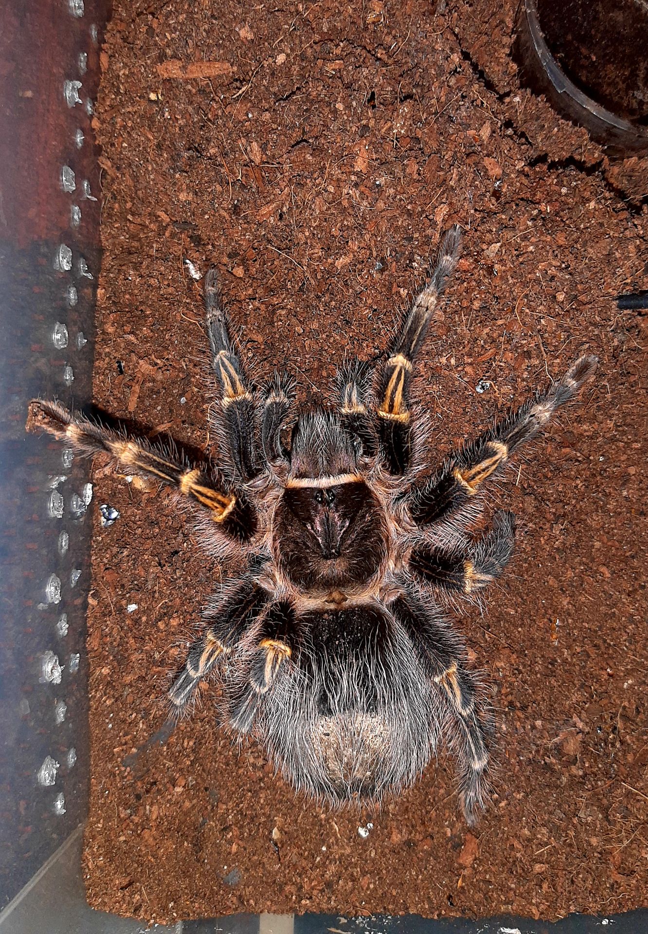 Grammostola pulchripes