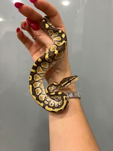 Королівський пітон (регіус)🐍 Самець Морфа:lesser pastel