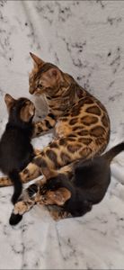 Бенгальський мраморний котик