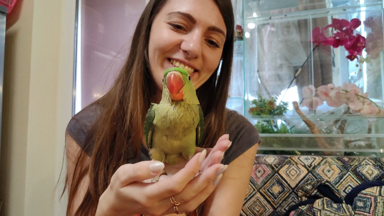 Олександрійський папуга🦜